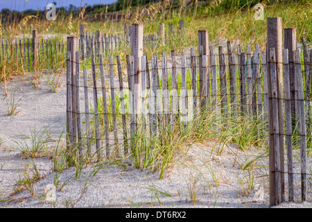 Mare di avena (Uniola paniculata) e sabbia di steccati in Amelia Island, Florida. Foto Stock