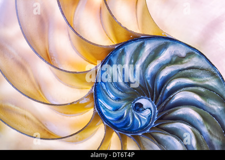 La meraviglia della natura catturate in un guscio di Nautilus. Arte astratta. Foto Stock