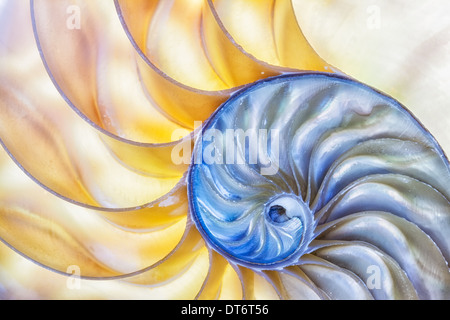 La meraviglia della natura catturate in un guscio di Nautilus. Foto Stock