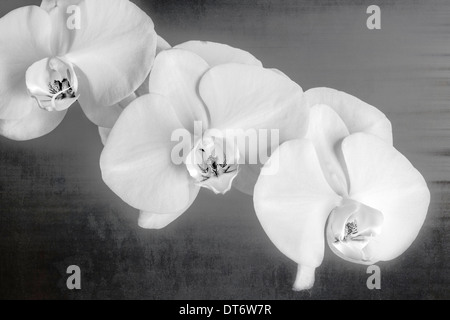 Bianco & Nero vicino la fotografia della fioritura di orchidee. Foto Stock