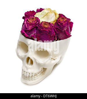 Le Rose in un teschio umano isolato su sfondo bianco. Foto Stock