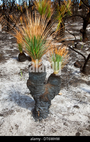 La rigenerazione dopo il fuoco a Catherine Hill Bay Ottobre 2013 Foto Stock