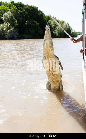 I coccodrilli hanno imparato a saltare per la carne nel fiume Aidelaide Northern Territory acqua è effettivamente profonde Foto Stock