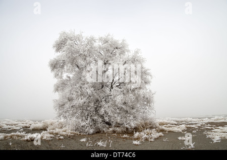 Struttura spettrale coperto di brina trasformata per forte gradiente in una fredda giornata di nebbia Foto Stock