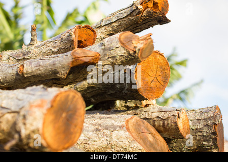 Vecchi tronchi di legno tagliato a fette Foto Stock