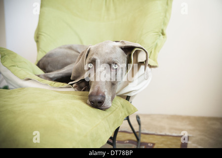 Un pedigree Weimaraner cane sdraiati su una sedia. Foto Stock