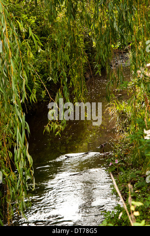 Fiume con sovrastante Salici Foto Stock