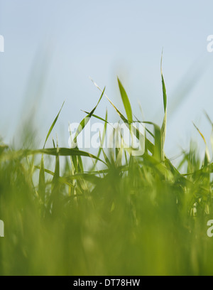 Una vista ravvicinata di una coltura alimentare, coltivato il grano in un campo nei pressi di Pullman, Washington, Stati Uniti d'America. Foto Stock