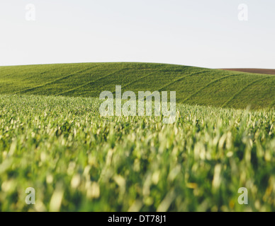 Una vista attraverso i gambi di maturazione di un prodotto alimentare, coltivato il grano in un campo nei pressi di Pullman, Washington, Stati Uniti d'America. Foto Stock