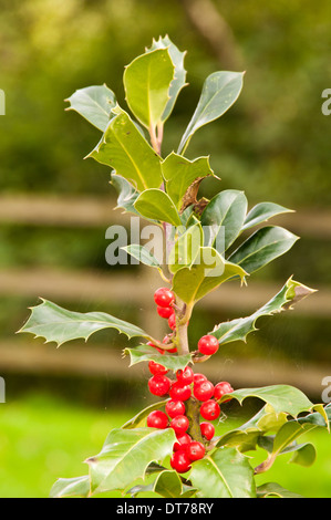 Cloe fino di Holly il cuscinetto di bacche rosse Foto Stock