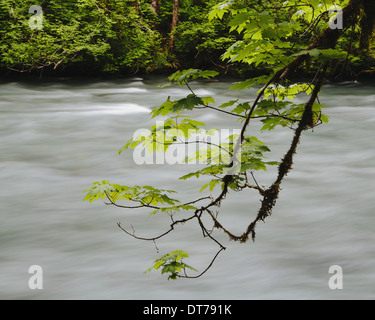 Grandi foglie di acero (Acer macrophyllum) e Fiume Dosewallips, Olympic NP Foto Stock