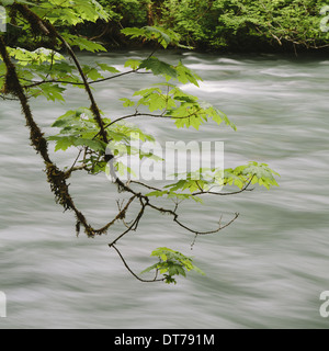 Grandi foglie di acero (Acer macrophyllum) e Fiume Dosewallips, Olympic NP Foto Stock