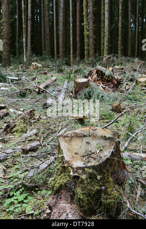 Registrati recentemente Sitka Spruce e Western Hemlock registri, Olympic NF Foto Stock