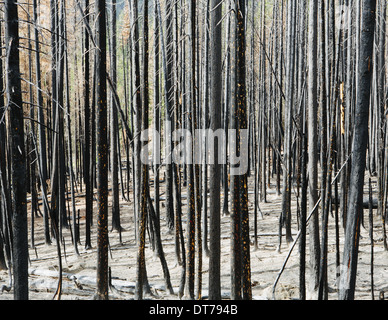 Fire alberi danneggiati e foresta (dal 2012 Table Mountain Fire), Okanogan-Wenatchee NF, vicino Blewett Pass Foto Stock