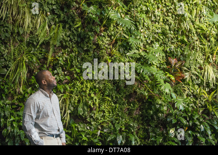 Un uomo osservando il lussureggiante fogliame a copertura di un alto muro. Foto Stock
