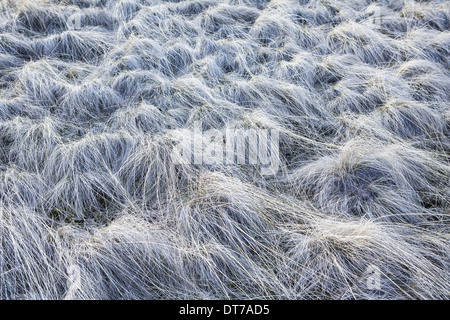 Coperto di brina graminacee selvatiche in John Day Fossil Beds in Oregon rivestimento bianco su ciascun filamento di erba Grant County Oregon USA Foto Stock
