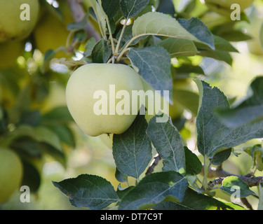 Un maturo mela Golden Delicious sull'albero vicino fino Chelan County Washington STATI UNITI D'AMERICA Foto Stock