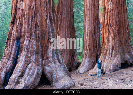 Alberi di Sequoia nel Parco Nazionale di Yosemite di una persona in piedi in corrispondenza della base rivolta verso l'alto il Parco Nazionale di Yosemite Wyoming USA Foto Stock