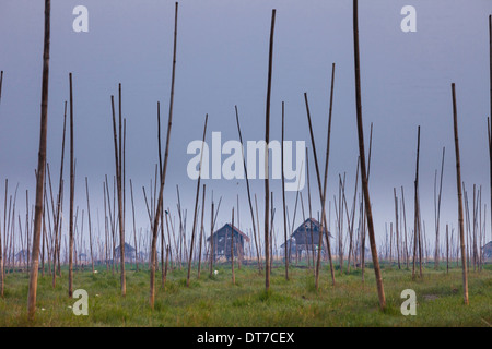 Le paludi del Lago Inle Myanmar piccole case su palafitte e pali alti in verticale nel paesaggio palustre Lago Inle Myanmar Foto Stock