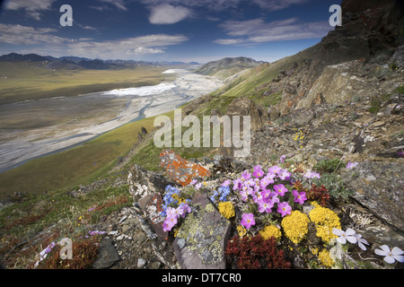 Hardy artico bassa di fiori di campo crescente Arctic National Wildlife Refuge Brooks Range Alaska USA Foto Stock
