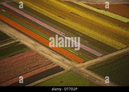 I tulipani in fiore creare un pattern colorati campi di Skagit Valley Washington visto dall'aria Skagit Valley Washington STATI UNITI D'AMERICA Foto Stock