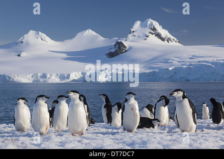 Pinguini Chinstrap su Half Moon Island nel sud le isole Shetland Antartide Half Moon Island South Shetland Islands Foto Stock