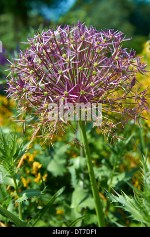 Stelle di Persia - Allium christophii a Sheffield Botanical Gardens, Sheffield, Regno Unito Foto Stock