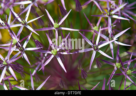 Stelle di Persia - Allium christophii a Sheffield Botanical Gardens, Sheffield, Regno Unito Foto Stock