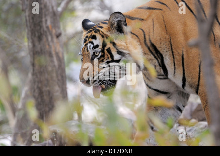 Tigre Bengala ( Panthera tigris tigris ) che affondano tra cespugli, Ranthambhore parco nazionale, Rajastan, India. Foto Stock