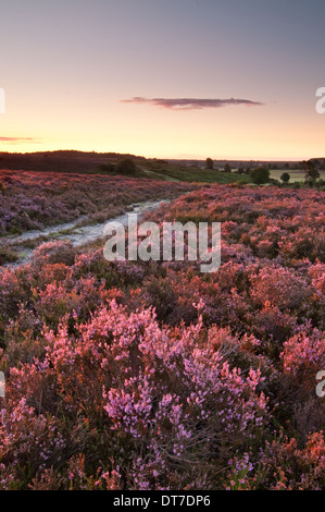 Fondo Longslade, New Forest, Hampshire, Regno Unito Foto Stock