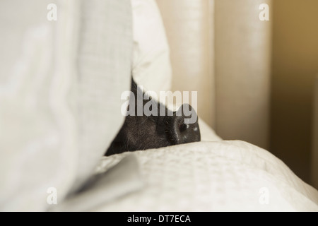 Un mini vaso panciuto suino che giace sotto le coperte di un letto di Austin in Texas USA Foto Stock