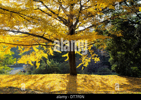 Il Ginkgo Albero in autunno di colore a Sayama Shizen-koen park Tokorozawa Saitama Giappone Foto Stock