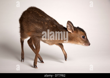 I capretti Muntjac deer in studio Foto Stock