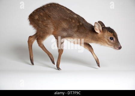 I capretti Muntjac deer in studio Foto Stock