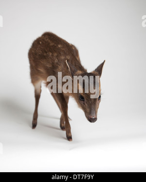 I capretti Muntjac deer in studio Foto Stock