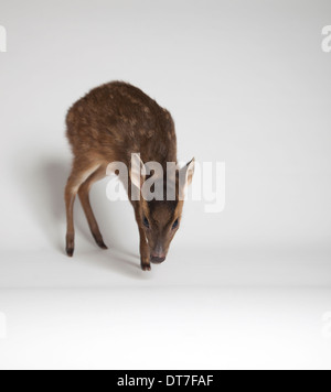 I capretti Muntjac deer in studio Foto Stock