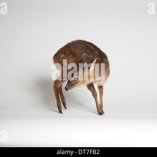 I capretti Muntjac deer in studio Foto Stock