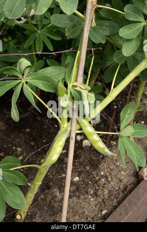 Fagiolo di lupini Foto Stock