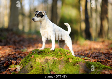 Jack Russell Terrier Patterdale cane nel bosco Foto Stock