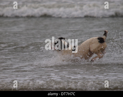 Springer spaniel cane salto in mare Foto Stock