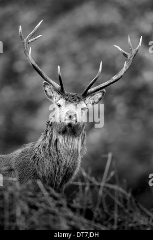 Red Deer cervo (Cervus elaphus) coetanei su una collina erbosa lungo Glen Etive, altopiani, Scozia Foto Stock