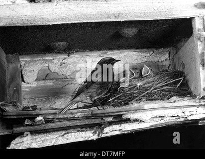 Maschio nero Redstart a nido in edificio bombardato nei pressi di San Paolo a Londra Giugno 1951. Preso da Eric Hosking Foto Stock