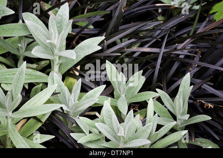 In bianco e nero a contrasto del fogliame: argento Artemisia ludoviciana con erba nero Ophiopogon planiscapus 'Nigrescens'. Foto Stock