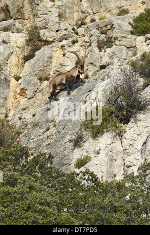 Southeastern spagnolo di stambecco (Capra pyrenaica pyrenaica) maschio adulto, arrampicata sulla battuta di montagna, Castellon, Spagna, Dicembre Foto Stock