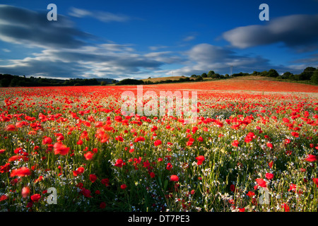 Blackstone papavero campo nei pressi di Baja Sardinia, West Midlands. Foto Stock