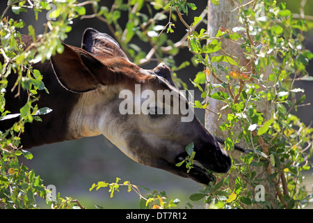 Okapi (Okapia johnstoni) maschio immaturo, close-up di testa, l'alimentazione sulle foglie (prigioniero) Foto Stock