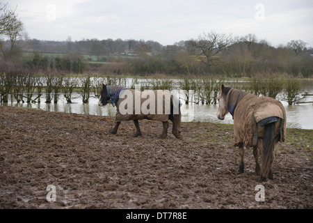 I cavalli in parzialmente allagato campo nei pressi del villaggio di Nothamptonshire di Kings Sutton Foto Stock