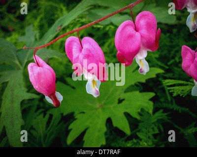 Dicentra spectabilis, nome comune Bleeding cuore fiori che crescono in un giardino britannico. Foto Stock