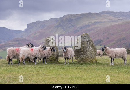 Ovini domestici Swaledale gregge di pecore in piedi accanto al cerchio di pietra Castlerigg Stone Circle Near Keswick Lake District N.P. Foto Stock