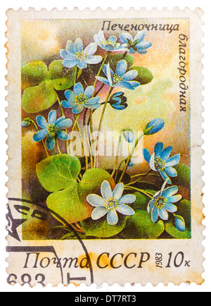 Timbro stampato in URSS (Unione sovietica) mostra anemone hepatica (liverwort, kidneywort o centella) da fiori di primavera serie Foto Stock